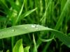Drops 009